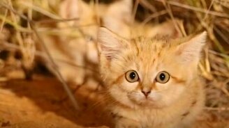 Малыши барханного кота - смотреть видео (0:31)