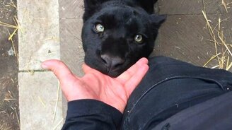 Чёрный ягуар и человеческий палец - смотреть видео (0:56)