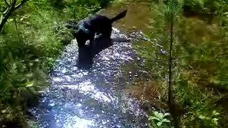 Собака-поросёнок - смотреть видео (4:20)