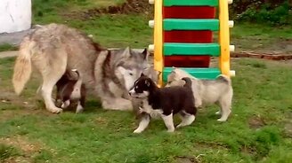 Милые щенята хаски - смотреть видео (1:47)