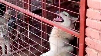 Хаски-альпинист - смотреть видео (0:56)