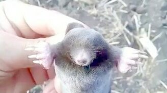 Крот-нарушитель - смотреть видео (0:34)