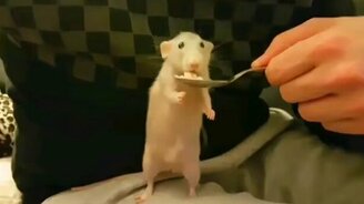 Кормим крысу с ложечки - смотреть видео (0:25)