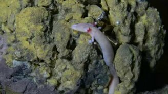 Чудесный долгожитель пещер - смотреть видео (2:25)