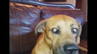 Вот твой бутерброд! - смотреть видео (0:30)