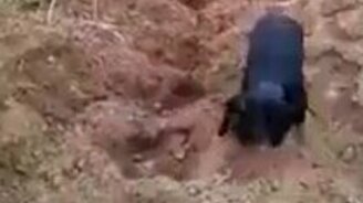 Самый главный огородник - смотреть видео (3:02)