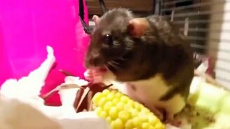 Поела - вытри рот! - смотреть видео (0:40)