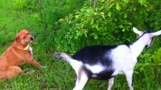 Когда твой друг- вегетарианец - смотреть видео (0:08)