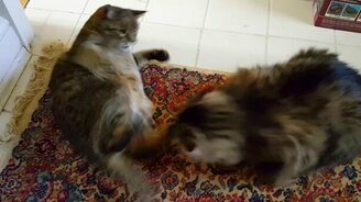 Битва двух толстяков - смотреть видео (1:12)