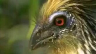 Интересная птица - гоацин - смотреть видео (1:52)