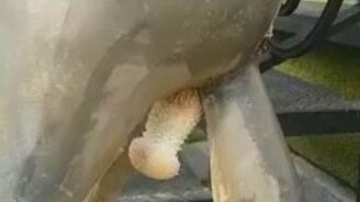 Вырос гриб в неожиданном месте - смотреть видео (0:19)