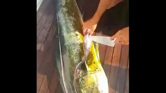 Рыба-проглот - смотреть видео (1:35)