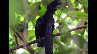 Забавная птица головач - смотреть видео (1:11)