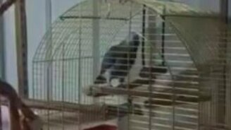 Попугай поёт песенку - смотреть видео (3:01)