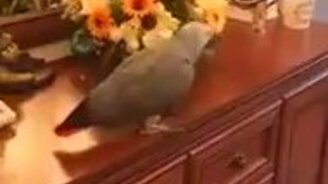 Дерзкий разговор попугая с хозяйкой - смотреть видео (7:09)