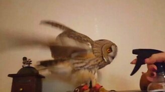 Сова пьёт из пульверизатора - смотреть видео (2:17)