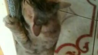 Вкусно пахнущая когтеточка - смотреть видео (0:29)