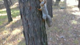 Сибирская белка атакует - смотреть видео (1:28)