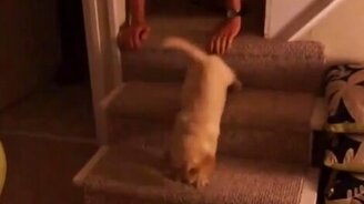 Мужчина учит щенка спускаться по лестнице - смотреть видео (2:39)