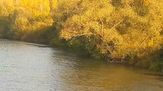 Котёнок переплыл реку - смотреть видео (0:52)