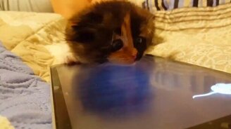 Охота на виртуальную мышь - смотреть видео (0:24)