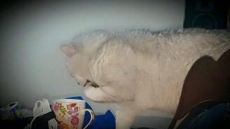 Кот и зелёный чай - смотреть видео (0:37)