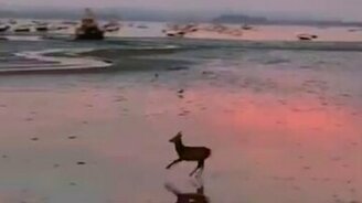 Прыгающий оленёнок - смотреть видео (0:12)