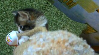 Давайте играть, как котята - смотреть видео (2:44)