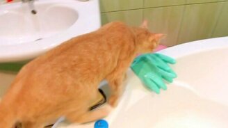 Кот на домашнем водопое - смотреть видео (1:13)