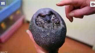 Лысый ёжик без иголок - смотреть видео (0:44)