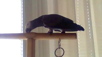 Очень разговорчивый попугай - смотреть видео (4:53)