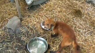 Спасли умирающего лисёнка - смотреть видео (3:52)