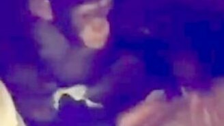 Домашние питомцы хулиганят - смотреть видео (0:09)