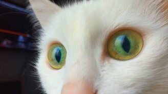 Кошка беседует с птичками - смотреть видео (2:14)