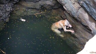 Спасение пса из колодца - смотреть видео (2:40)