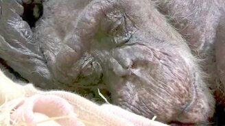 Встреча обезьяны со старым другом - смотреть видео (2:20)