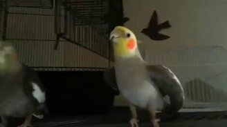 Попугай после близости - смотреть видео (0:42)