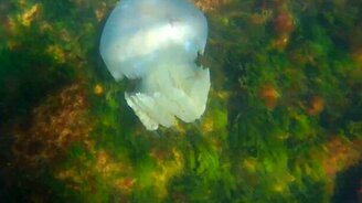 Огромная медуза в Азовском море - смотреть видео (1:07)