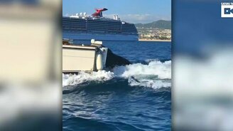 Тюлень прокатился на катере - смотреть видео (0:38)