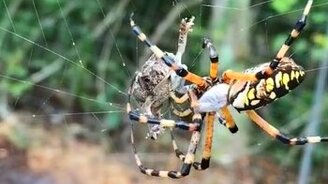 Паук захомутал лягушку - смотреть видео (0:23)