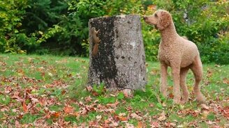 Белка дразнит собаку - смотреть видео (4:17)