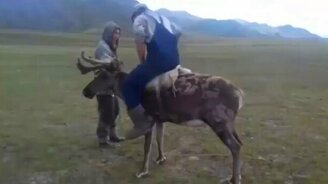 Объездить оленя - задача непростая - смотреть видео (0:58)