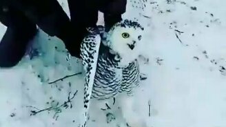 Полярная сова в гостях у охотников - смотреть видео (0:55)