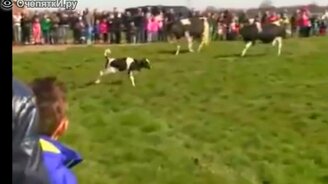 Коровы впервые увидели траву после зимы - смотреть видео (1:35)