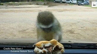 Мартышка, бургер и лобовое стекло - смотреть видео (0:47)