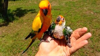 Отец учится кормить птенца - смотреть видео (0:45)