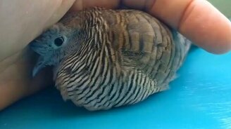 Ласка для маленькой голубки - смотреть видео (0:50)