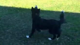 Ты куда мой мяч закинул!? - смотреть видео (0:49)