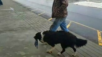 Как собака помогает в магазине - смотреть видео (1:58)