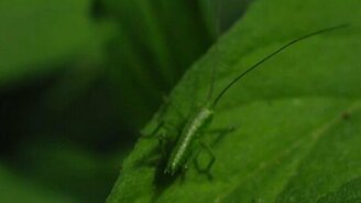 Насекомые крупным планом - смотреть видео (2:43)